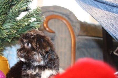 havanese-puppies